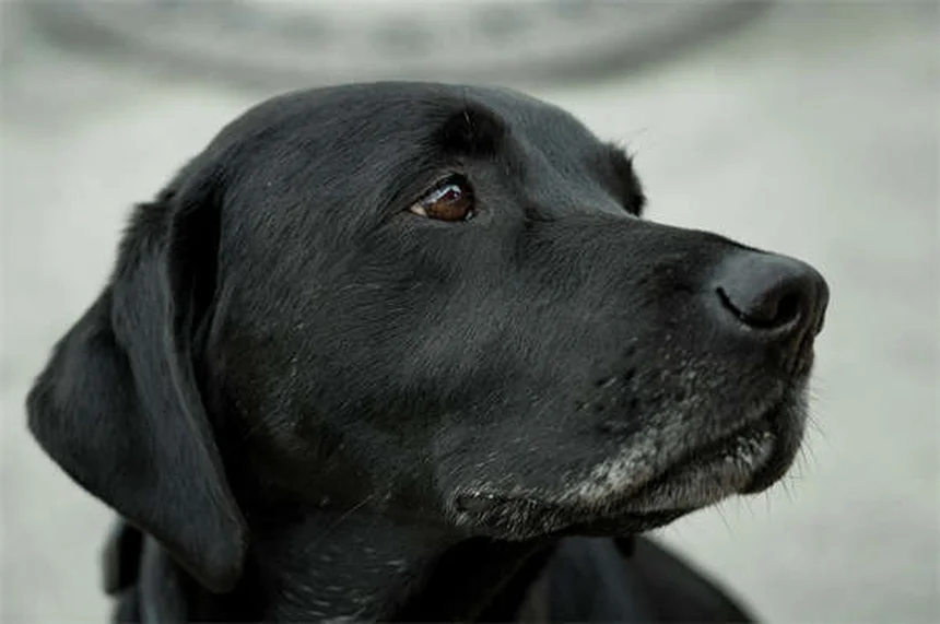 2025 Rivian R1S & R1T California Dune Edition: Exclusive Desert-Inspired EVs